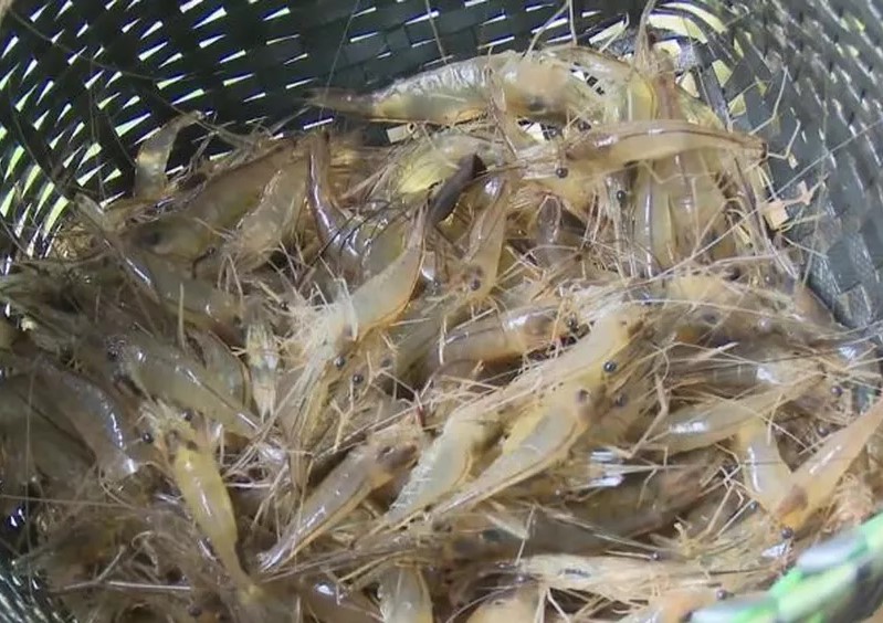 Técnicos em extensão rural orientam pescadores de Afuá a usaram matapi de PVC na pesca do camarão