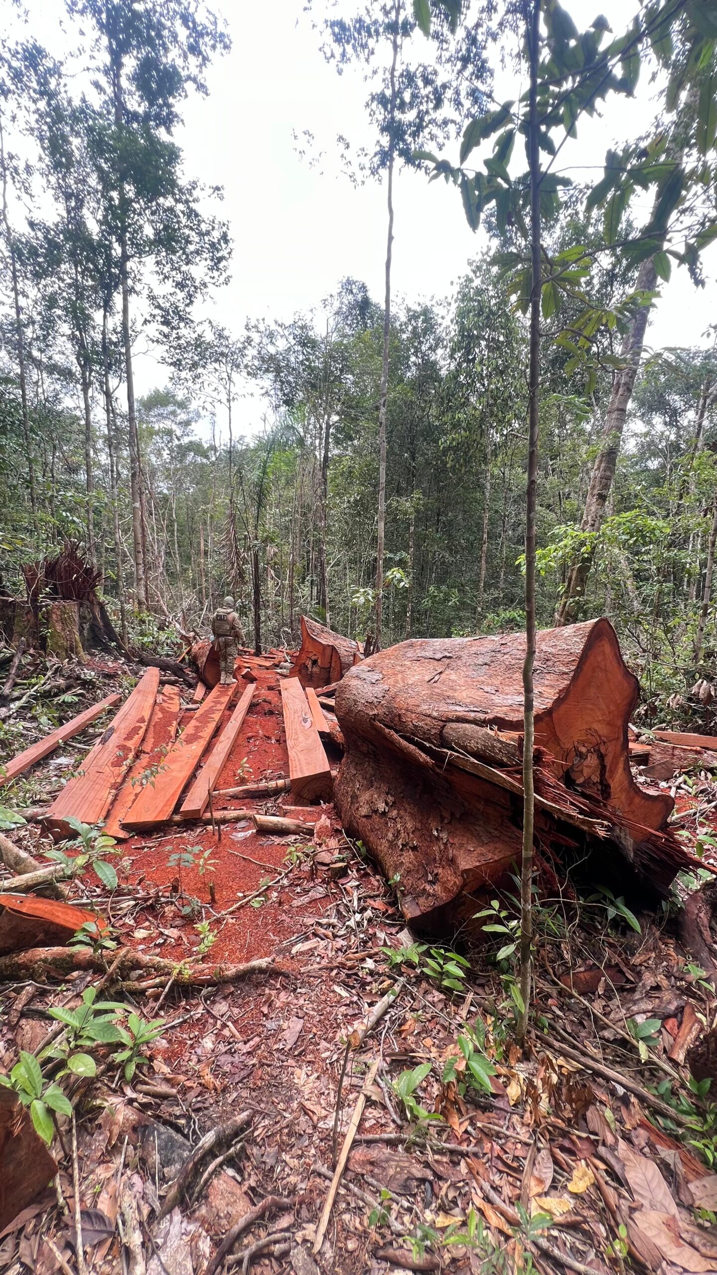 Conselho Wajãpi denuncia ao MPE extração  ilegal de madeira no entorno de terra indígena