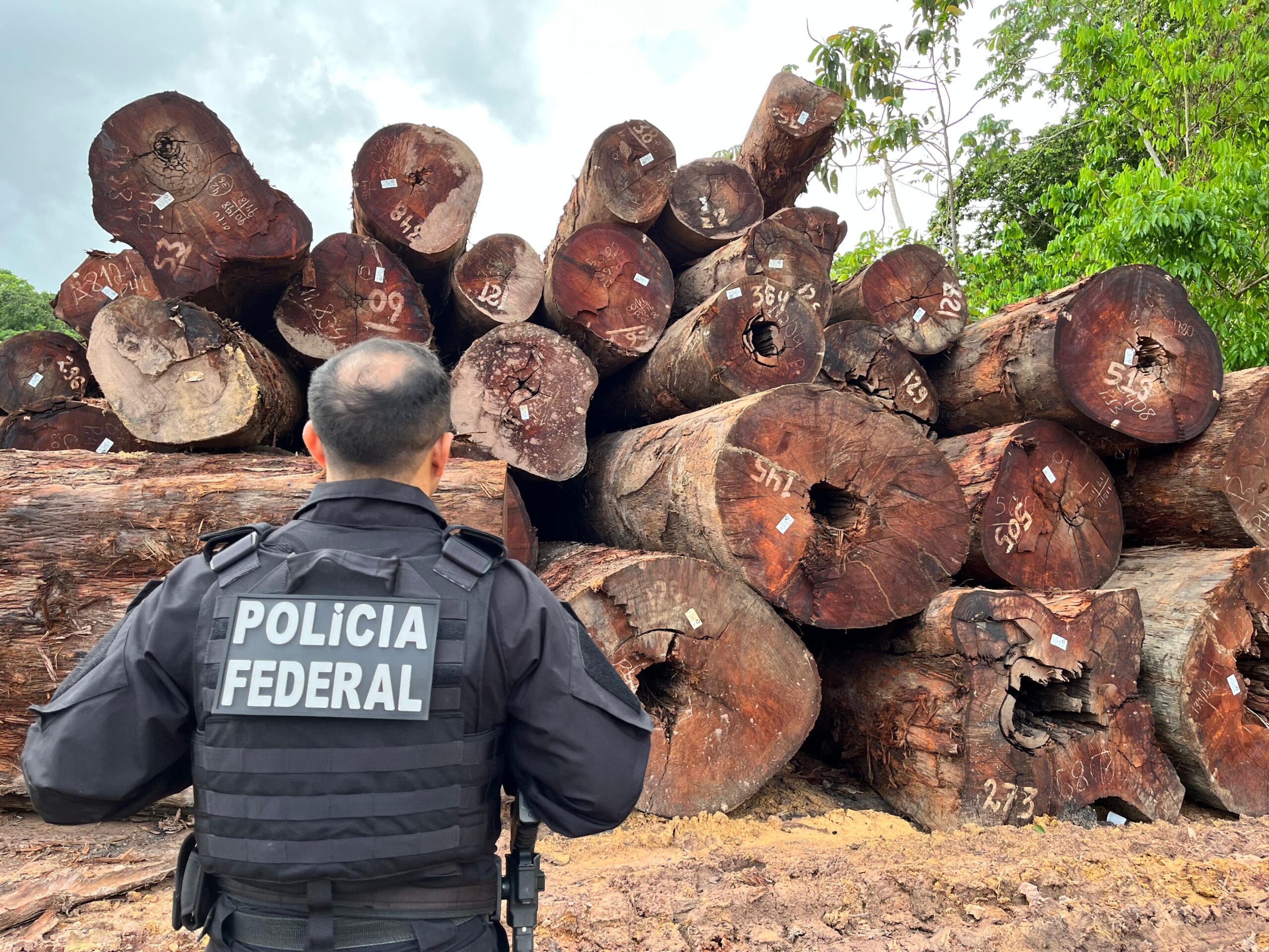 PF deflagra operação contra desmatamento ilegal em unidade de conservação no Amapá