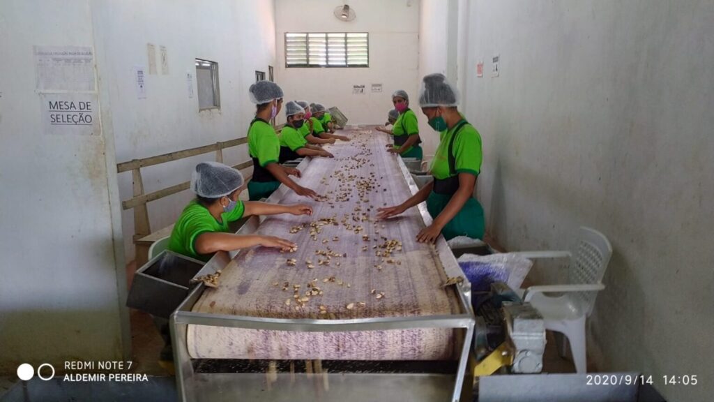 Mulheres atuam em extrativismo na Amazônia, no Estado do Amapá (Reprodução/Arquivo pessoal)