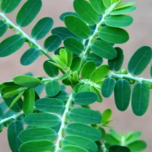 Quebra-pedra será distribuído pelo SUS