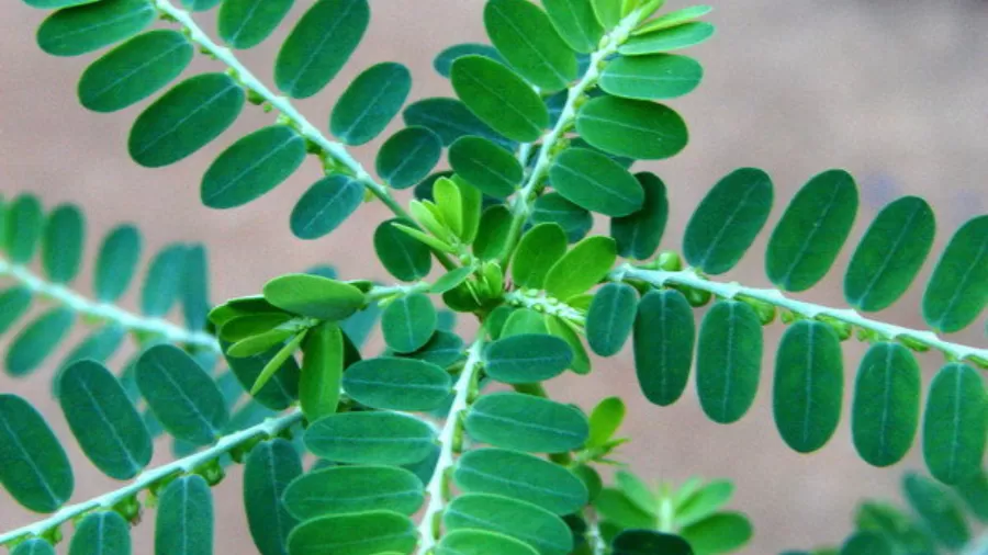 A incorporação do quebra-pedra ao sistema de saúde representa um avanço na valorização dos fitoterápicos