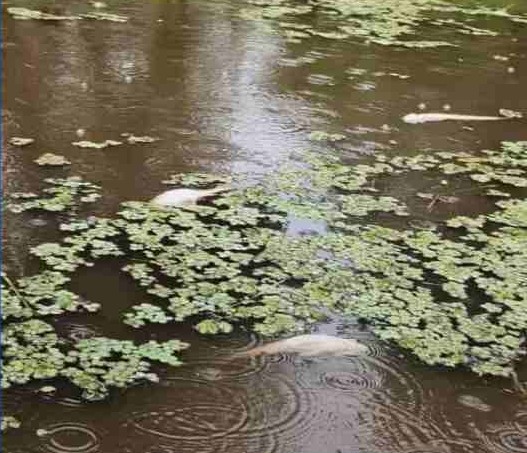 Mortandade de peixes em rio do Bailique é investigada por órgãos ambientais e de pesquisa 