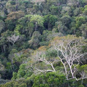 Desmatamento na Amazônia cai 17% no primeiro trimestre de 2026