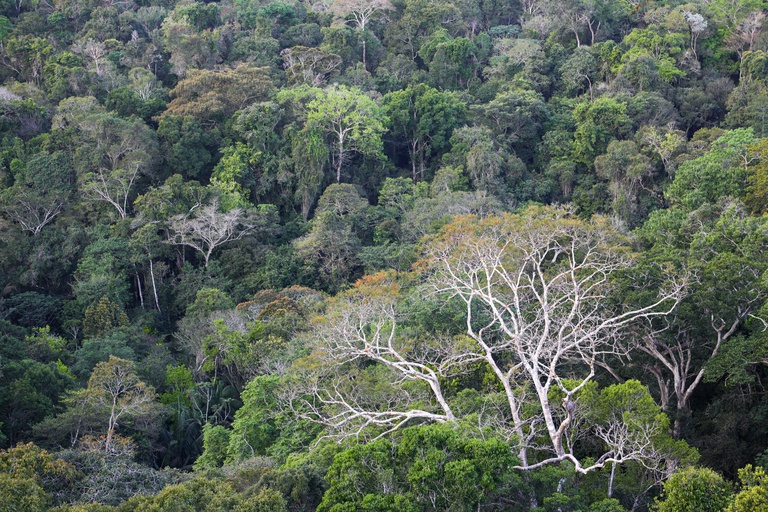 Desmatamento na Amazônia cai 17% no primeiro trimestre de 2026