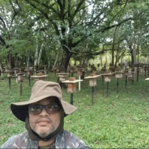 Manejo de baixo custo desenvolvido no Amapá protege enxames e aumenta produtividade