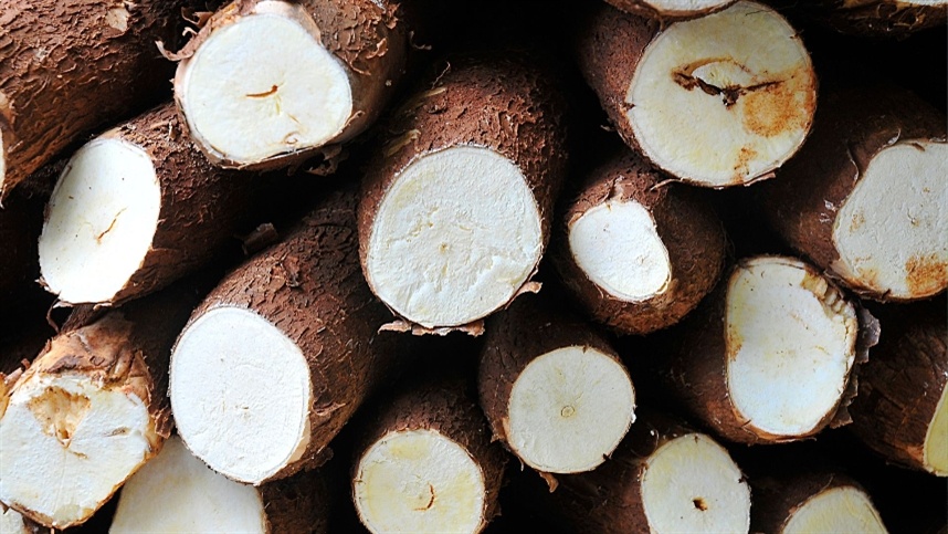 Vassoura-de-bruxa: indígenas e Embrapa buscam variedades resistentes à praga 