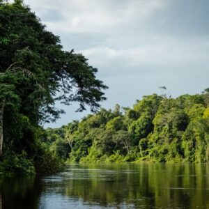 Ação judicial tentar barrar mineração na Flona do Amapá e aponta risco ambiental irreversível