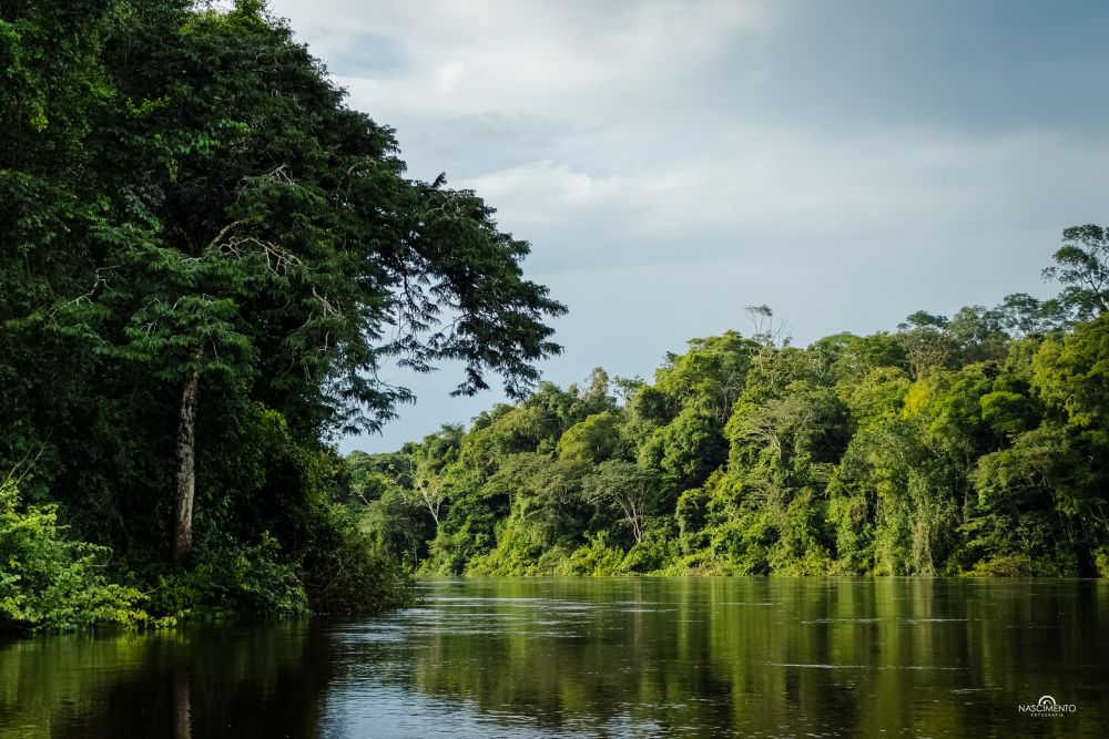 Ação judicial tentar barrar mineração na Flona do Amapá e aponta risco ambiental irreversível