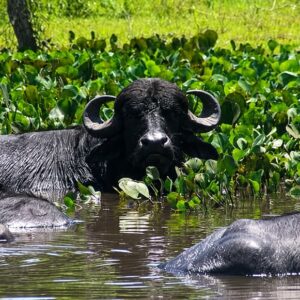 Ações na justiça tentam retirar búfalos criados ilegalmente na Reserva do Lago Piratuba, no Amapá