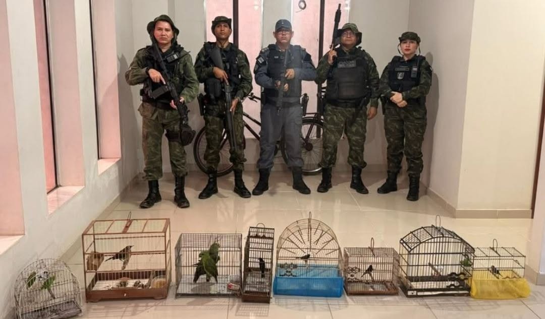 Batalhão Ambiental resgata 11 aves silvestres mantidas em cativeiro ilegal em Mazagão