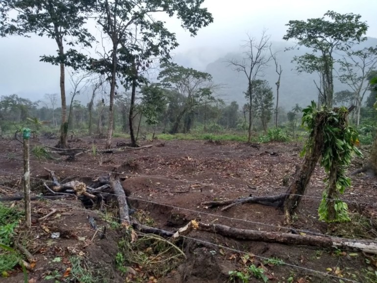 Amapá registrou 465 denúncias ambientais entre 2023 e 2026