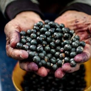Açaí do Bailique conquista novo mercado internacional e será exportado para a Argélia