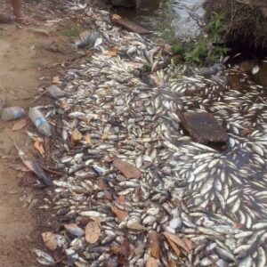 Barragens no rio Araguari alteraram o fluxo natural das águas e ampliaram impactos sobre comunidades