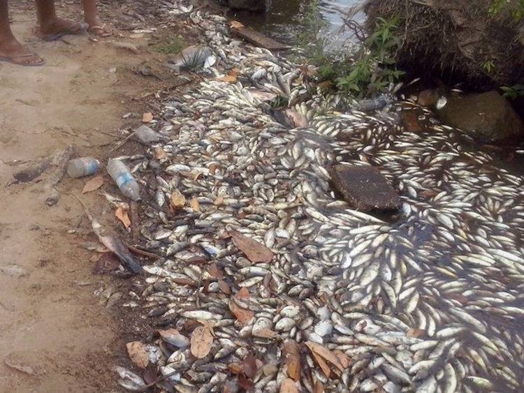 Barragens no rio Araguari alteraram o fluxo natural das águas e ampliaram impactos sobre comunidades