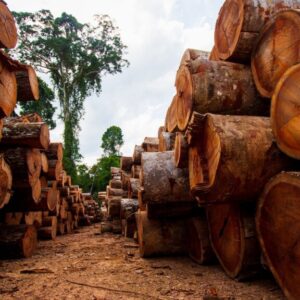 MP denuncia madeireira suspeita de armazenar irregularmente mais de 1,3 mil m³ de madeira