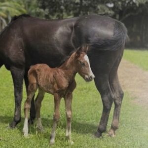 Amapá registra primeiro nascimento por inseminação artificial da Raça Crioulae e marca nova fronteira da genética da raça