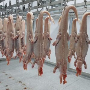 Carne de jacaré da Amazônia pode conquistar selo nacional e abrir uma nova era para a bioeconomia