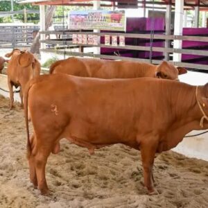 Raça e genética: Expofeira do Amapá premia os melhores animais