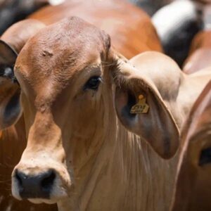 Expofeira do AP movimenta mais de R$ 1,4 milhão com venda de animais e produtos rurais