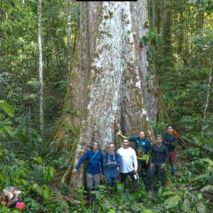 Expedição realiza estudo em árvores gigantes e centenárias em floresta preservada no sul do Amapá