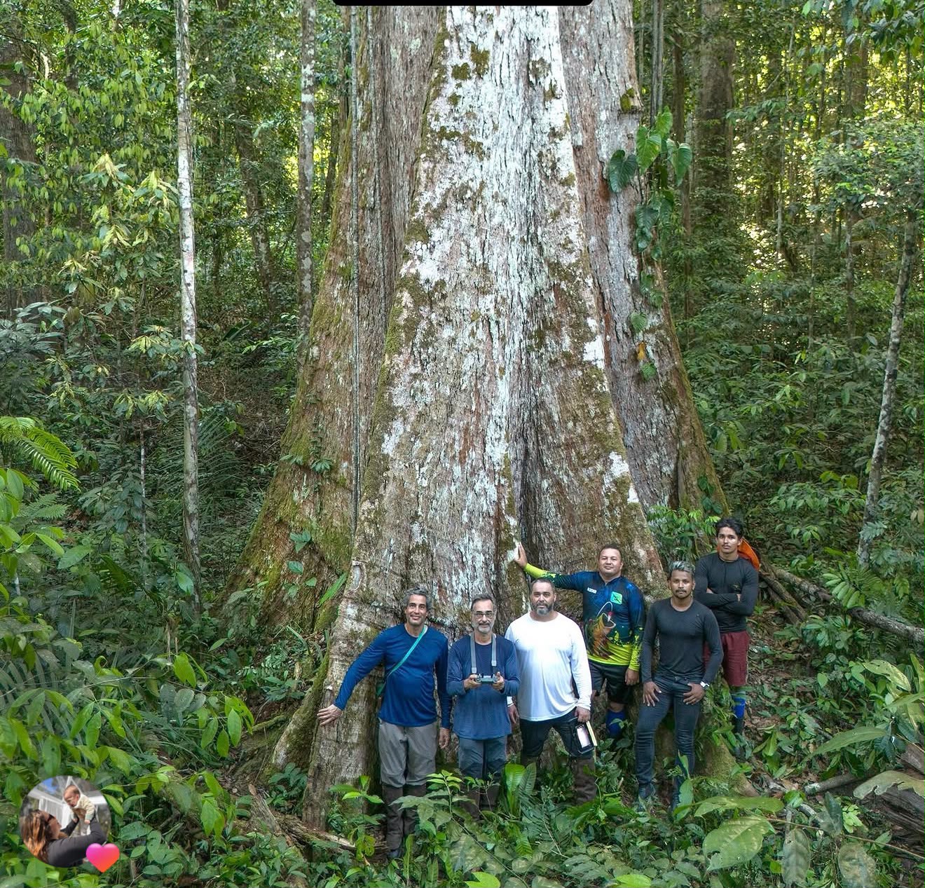 Expedição realiza estudo em árvores gigantes e centenárias em floresta preservada no sul do Amapá