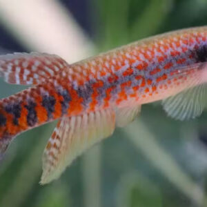 Novo peixe encontrado no sul do Amapá já enfrenta ameça de extinção