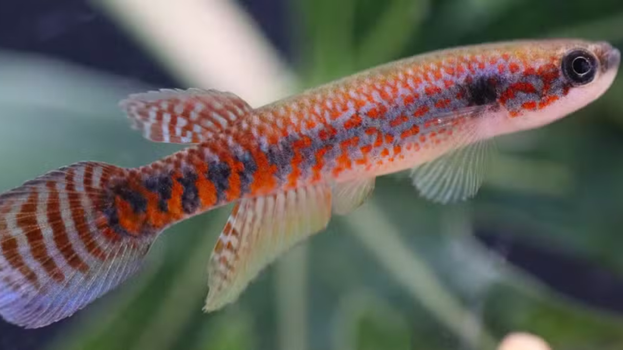 Novo peixe encontrado no sul do Amapá já enfrenta ameça de extinção