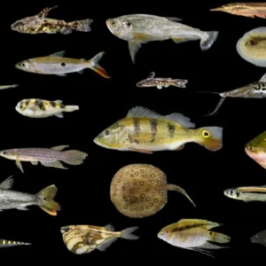 Amazônia tem mais de 2,7 mil espécies de peixes, aponta estudo