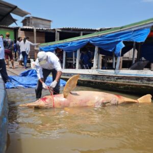 Iepa e Ifap monitoram encalhes de animais marinhos durante pesquisa sísmica no Amapá