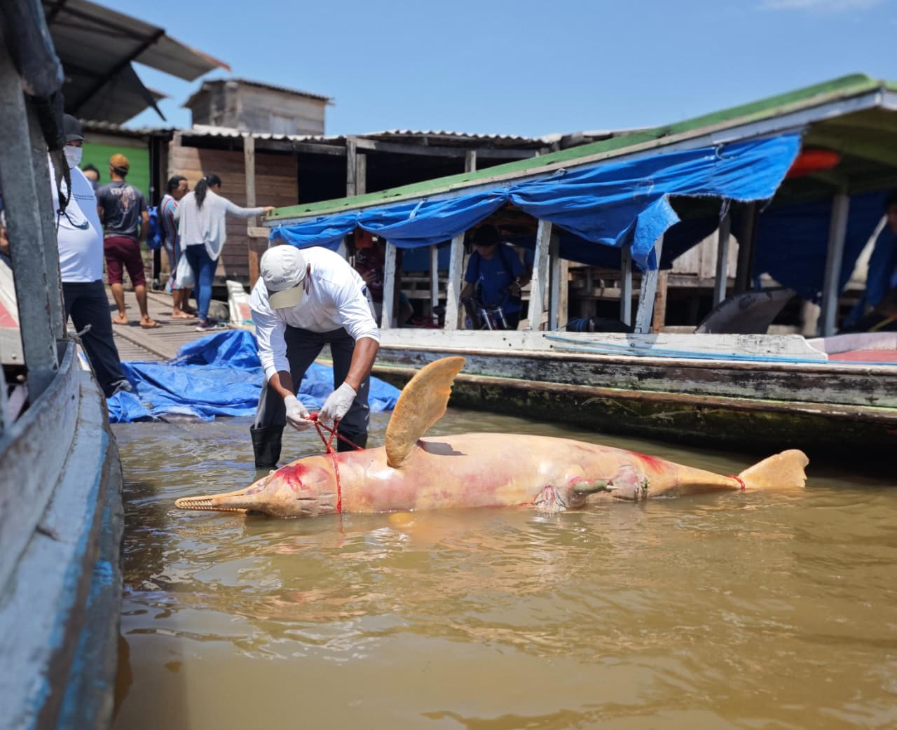Iepa e Ifap monitoram encalhes de animais marinhos durante pesquisa sísmica no Amapá