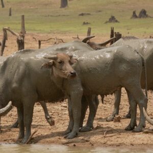 Criação ilegal de búfalos em reserva ambiental contribui para destruição do rio Araguari