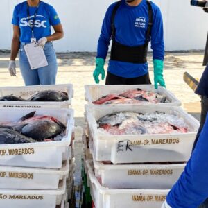 Ibama apreende 37,4 toneladas de pescado irregular no Amapá