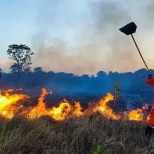 Focos de Incêndio; Tartarugalzinho, Calçoene e Oiapoque estão entre os mais afetados